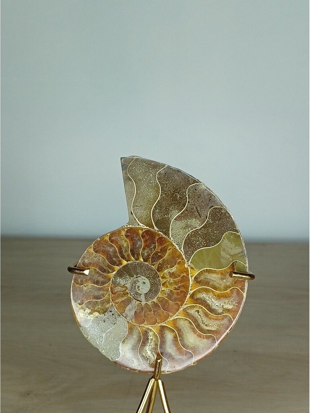 Large Amonite Fossile Decor with Display Stand